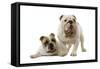 English Bulldogs-null-Framed Stretched Canvas