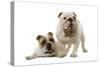 English Bulldogs-null-Stretched Canvas