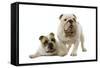 English Bulldogs-null-Framed Stretched Canvas