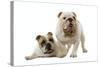 English Bulldogs-null-Stretched Canvas