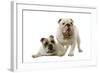 English Bulldogs-null-Framed Photographic Print