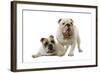 English Bulldogs-null-Framed Photographic Print