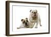 English Bulldogs-null-Framed Photographic Print