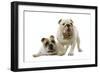 English Bulldogs-null-Framed Photographic Print