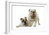 English Bulldogs-null-Framed Photographic Print