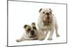 English Bulldogs-null-Mounted Photographic Print