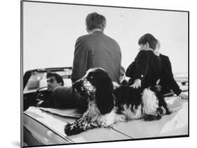 English Cocker Freckles on Campaign Trail in Indiana with Robert F. Kennedy and Son, Michael-Bill Eppridge-Mounted Photographic Print