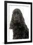 English Cocker Spaniel 20 Months Old-null-Framed Photographic Print