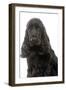 English Cocker Spaniel 20 Months Old-null-Framed Photographic Print