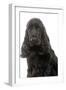 English Cocker Spaniel 20 Months Old-null-Framed Photographic Print