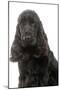 English Cocker Spaniel 20 Months Old-null-Mounted Photographic Print