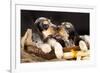 English Cocker Spaniel, Kiss-Lilun-Framed Photographic Print