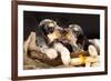 English Cocker Spaniel, Kiss-Lilun-Framed Photographic Print