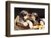 English Cocker Spaniel, Kiss-Lilun-Framed Photographic Print