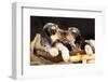 English Cocker Spaniel, Kiss-Lilun-Framed Photographic Print