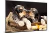 English Cocker Spaniel, Kiss-Lilun-Mounted Photographic Print