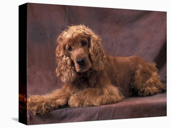 English Cocker Spaniel Lying Down with Head Tilted to One Side-Adriano Bacchella-Stretched Canvas