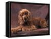 English Cocker Spaniel Lying Down with Head Tilted to One Side-Adriano Bacchella-Framed Stretched Canvas