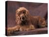 English Cocker Spaniel Lying Down with Head Tilted to One Side-Adriano Bacchella-Stretched Canvas