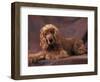 English Cocker Spaniel Lying Down with Head Tilted to One Side-Adriano Bacchella-Framed Premium Photographic Print