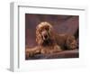 English Cocker Spaniel Lying Down with Head Tilted to One Side-Adriano Bacchella-Framed Premium Photographic Print