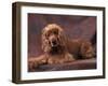 English Cocker Spaniel Lying Down with Head Tilted to One Side-Adriano Bacchella-Framed Photographic Print