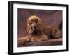 English Cocker Spaniel Lying Down with Head Tilted to One Side-Adriano Bacchella-Framed Photographic Print