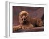 English Cocker Spaniel Lying Down with Head Tilted to One Side-Adriano Bacchella-Framed Photographic Print