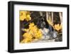 English Cocker Spaniel Pup-null-Framed Photographic Print