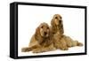 English Cocker Spaniel Puppies in Studio-null-Framed Stretched Canvas