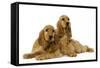 English Cocker Spaniel Puppies in Studio-null-Framed Stretched Canvas