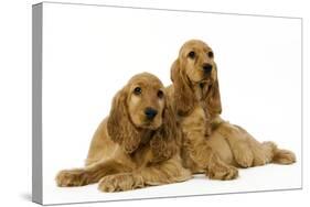 English Cocker Spaniel Puppies in Studio-null-Stretched Canvas