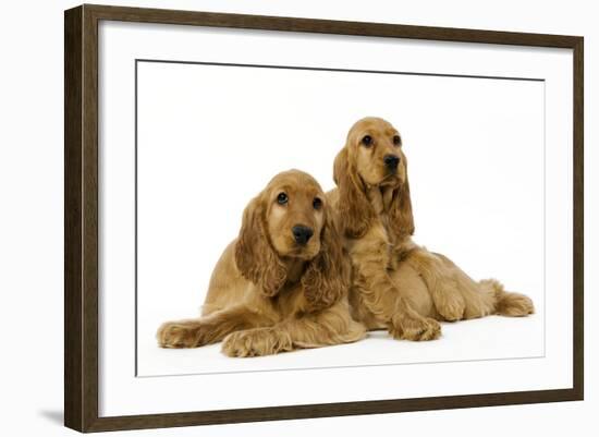 English Cocker Spaniel Puppies in Studio-null-Framed Photographic Print