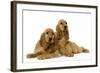 English Cocker Spaniel Puppies in Studio-null-Framed Photographic Print