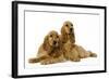 English Cocker Spaniel Puppies in Studio-null-Framed Photographic Print