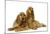 English Cocker Spaniel Puppies in Studio-null-Mounted Photographic Print