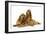 English Cocker Spaniel Puppies in Studio-null-Framed Photographic Print