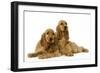 English Cocker Spaniel Puppies in Studio-null-Framed Photographic Print