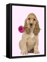 English Cocker Spaniel Puppy Holding Flower-null-Framed Stretched Canvas