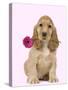 English Cocker Spaniel Puppy Holding Flower-null-Stretched Canvas