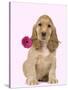 English Cocker Spaniel Puppy Holding Flower-null-Stretched Canvas