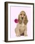 English Cocker Spaniel Puppy Holding Flower-null-Framed Premium Photographic Print