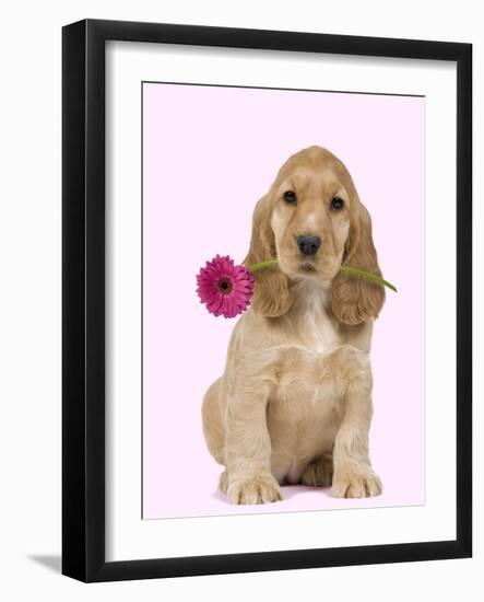 English Cocker Spaniel Puppy Holding Flower-null-Framed Premium Photographic Print