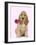 English Cocker Spaniel Puppy Holding Flower-null-Framed Premium Photographic Print