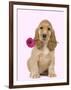 English Cocker Spaniel Puppy Holding Flower-null-Framed Photographic Print