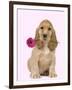 English Cocker Spaniel Puppy Holding Flower-null-Framed Photographic Print