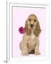 English Cocker Spaniel Puppy Holding Flower-null-Framed Photographic Print