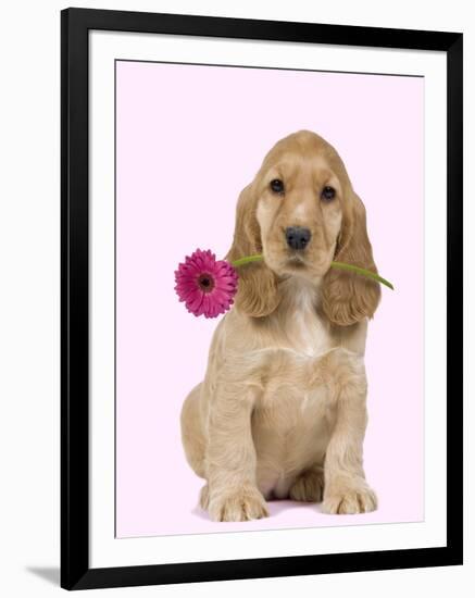 English Cocker Spaniel Puppy Holding Flower-null-Framed Photographic Print