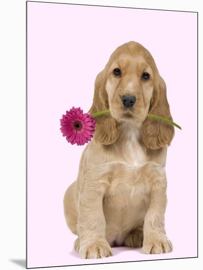 English Cocker Spaniel Puppy Holding Flower-null-Mounted Photographic Print