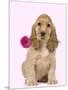 English Cocker Spaniel Puppy Holding Flower-null-Mounted Photographic Print